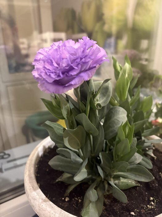 Фотография покупателя товара Семена Цветов Эустома «Корелли», F1, лавандовая, пробирка, «Агрофирма АЭЛИТА», 5 шт. - Фото 3