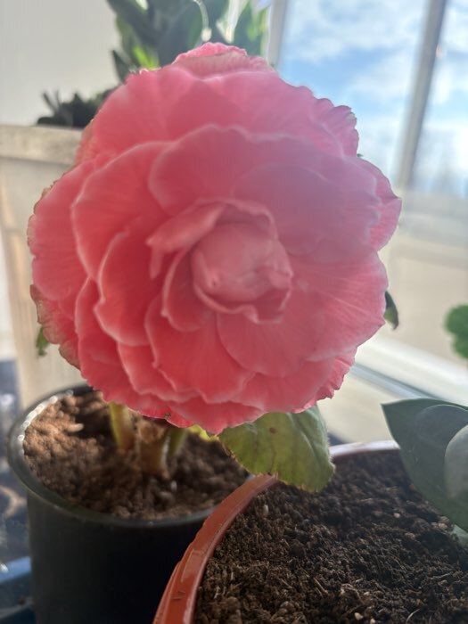 Фотография покупателя товара Семена цветов Бегония "Фортуна Пинк", ц/п,  F1, клубневая, серия Эксклюзив, гранулы, 4 шт - Фото 1