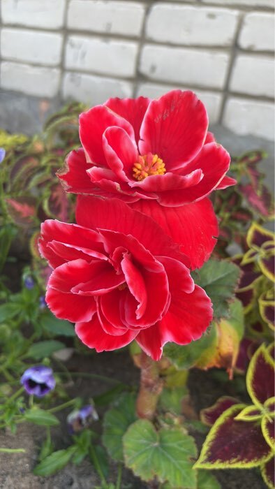 Фотография покупателя товара Семена цветов Бегония "Фортуна Пинк", ц/п,  F1, клубневая, серия Эксклюзив, гранулы, 4 шт - Фото 2