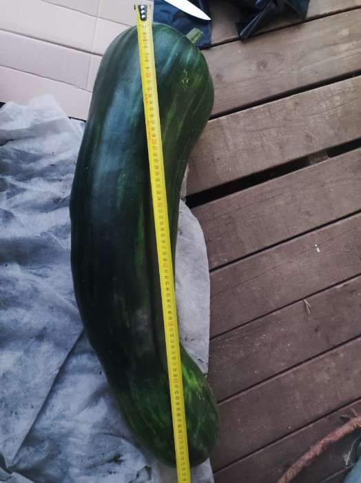 Фотография покупателя товара Семена Тыква мускатная Семейная, 5шт - Фото 1