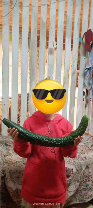 Фотография покупателя товара Семена Огурец «Щука», F1, 5 шт., Premium seeds - Фото 1