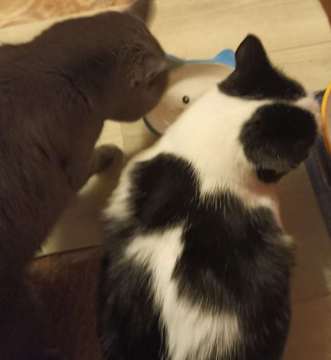 Фотография покупателя товара Миска керамическая «Кошачья мордочка» 200 мл - 14×12×3.5 см, розовая/белая - Фото 2