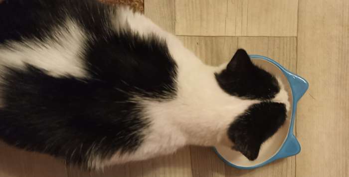 Фотография покупателя товара Миска керамическая «Кошачья мордочка» 200 мл - 14×12×3.5 см, розовая/белая - Фото 3