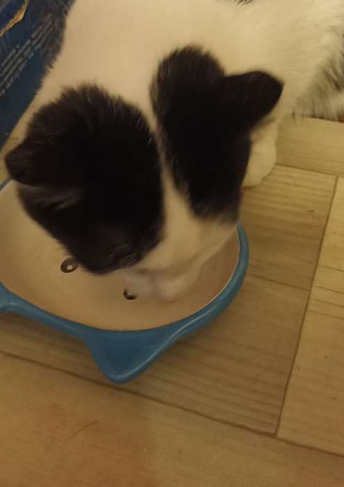 Фотография покупателя товара Миска керамическая «Кошачья мордочка» 200 мл - 14×12×3.5 см, розовая/белая - Фото 4