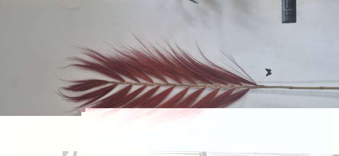 Фотография покупателя товара Сухоцвет на бамбуковом стебле, 250 см, зелёный - Фото 1