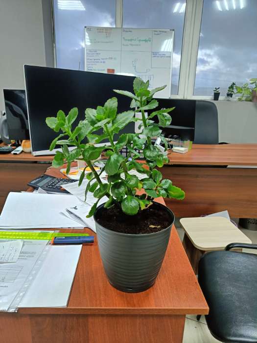 Фотография покупателя товара Горшок для цветов с поддоном Saffron, 2.6 л, d=17.6 см, h=16.2 см, пластиковый, серый - Фото 1