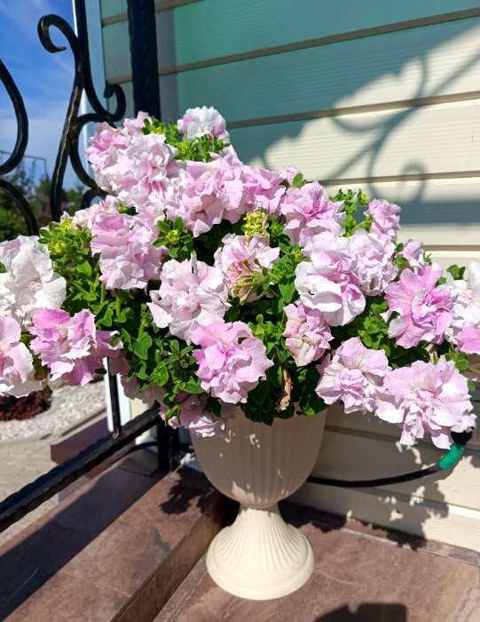 Фотография покупателя товара Семена цветов Петуния  Махровая Каскадная Блю&Орхид F1, смесь, О, 8 шт - Фото 1