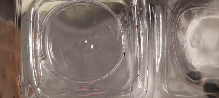 Фотография покупателя товара Банка для сыпучих продуктов Paşabahçe Cremlin, 740 мл, стекло, прозрачная - Фото 3