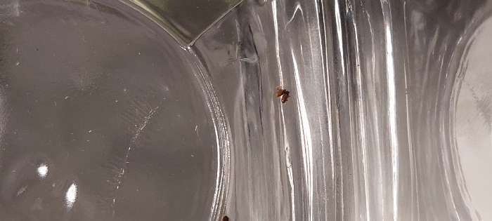 Фотография покупателя товара Банка для сыпучих продуктов Paşabahçe Cremlin, 740 мл, стекло, прозрачная - Фото 4