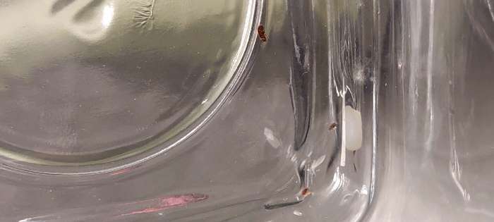 Фотография покупателя товара Банка для сыпучих продуктов Paşabahçe Cremlin, 740 мл, стекло, прозрачная - Фото 5