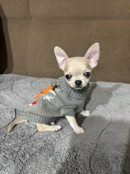 Фотография покупателя товара Свитер «Олень на сером», 3XL (ДС 46, ОШ 46, ОГ 38-64 см) - Фото 1