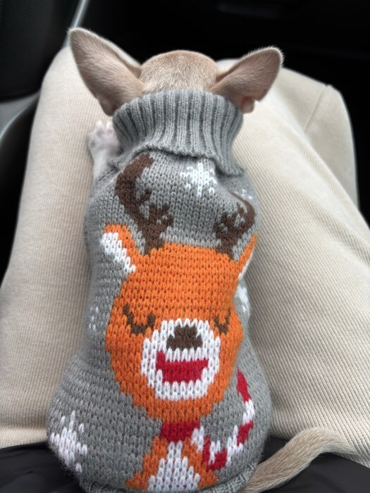 Фотография покупателя товара Свитер «Олень на сером», 3XL (ДС 46, ОШ 46, ОГ 38-64 см) - Фото 2