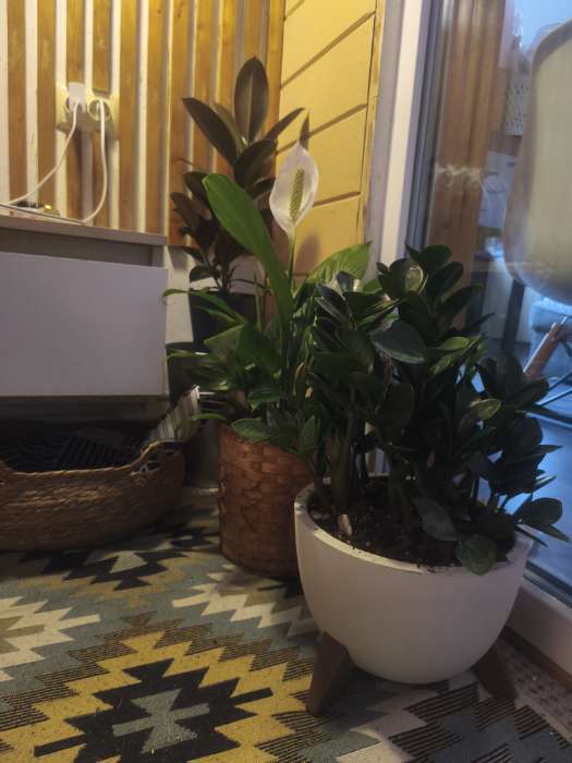 Фотография покупателя товара Кашпо для цветов на ножках «Флориан», 5.5 л (4.2 л), d=25 см, h=18.5 см, со вставкой, белый ротанг - Фото 1