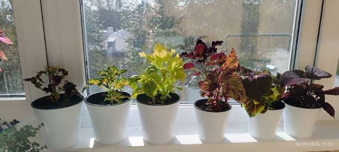 Фотография покупателя товара Кашпо для цветов со вставкой Santino «Арте», 2 л, пластик, бело-чёрное - Фото 2