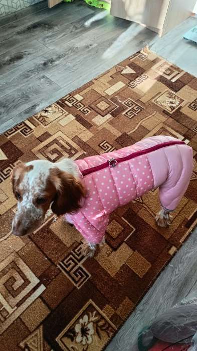 Фотография покупателя товара Комбинезон для собак «Горошек», размер 22 (ДС 48, ОГ 54, ОШ 38 см), жёлтый - Фото 2