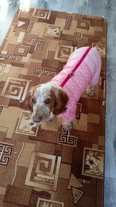 Фотография покупателя товара Комбинезон для собак «Горошек», размер 22 (ДС 48, ОГ 54, ОШ 38 см), жёлтый - Фото 1