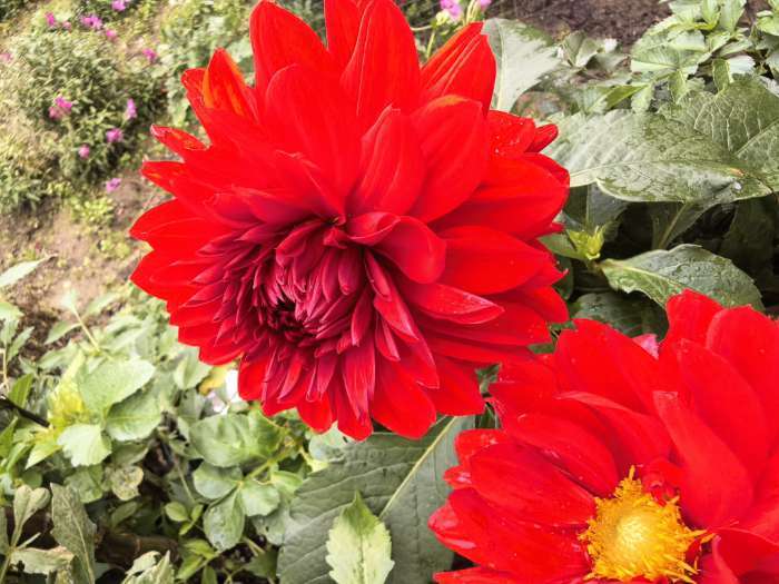 Фотография покупателя товара Георгина Декоративная «Крейзи Лав», клубелуковица в упаковке, р-р I, 1 шт. - Фото 16