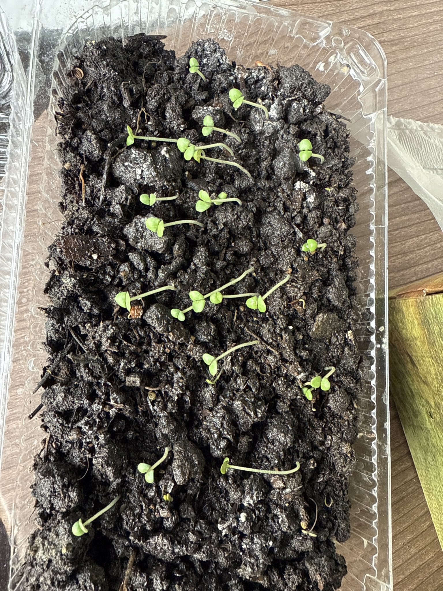 Фотография покупателя товара Семена Базилик "Зеленый ароматный", 0,1 г