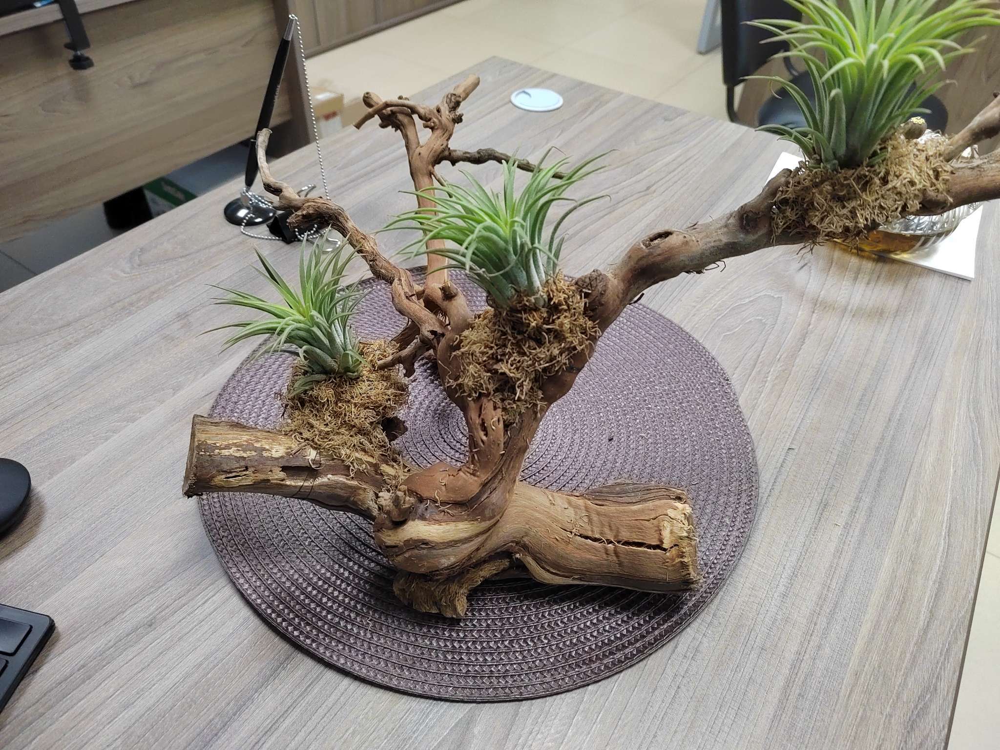 Фотография покупателя товара Коряга для аквариума «Лоза виноградная», 40 - 50 см - Фото 1