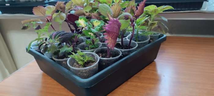 Фотография покупателя товара Ящик для рассады, 35×30×9 см, 6.5 л, пластик, чёрный - Фото 1