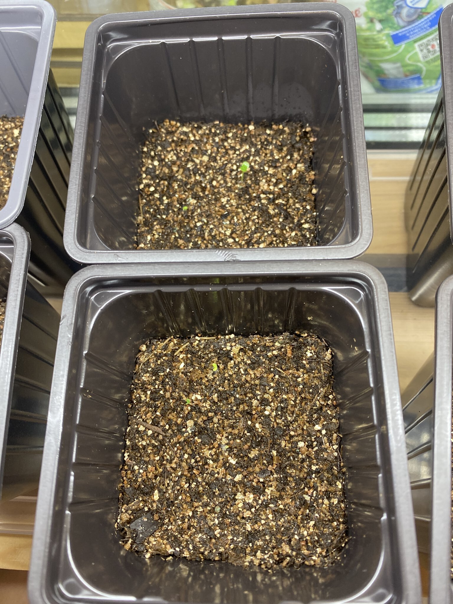 Фотография покупателя товара Семена цветов Хризантема Корейская, низкорослая, смесь, 0.02 г, «Урожай Удачи» - Фото 1