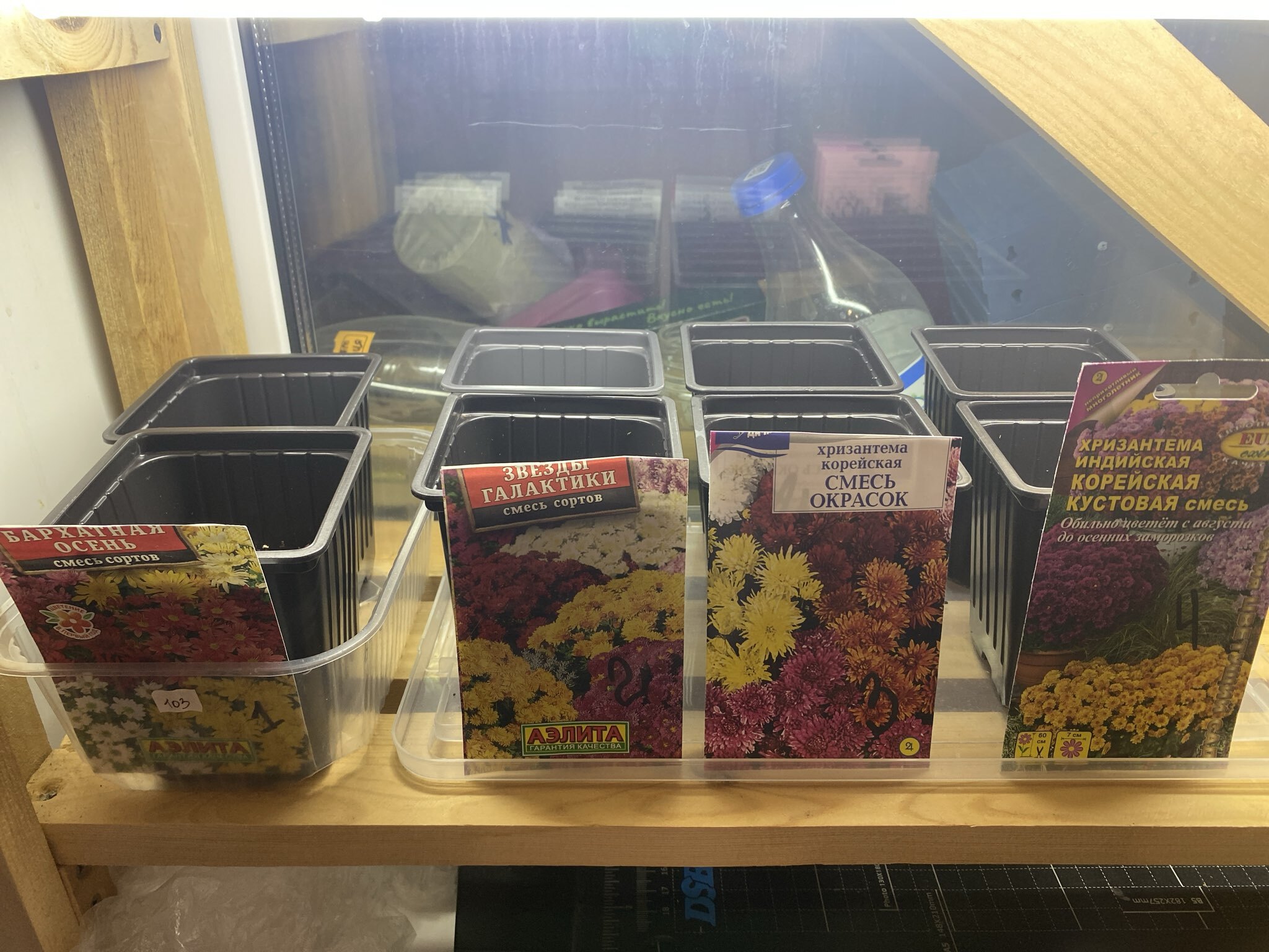 Фотография покупателя товара Семена цветов Хризантема Корейская, низкорослая, смесь, 0.02 г, «Урожай Удачи» - Фото 3