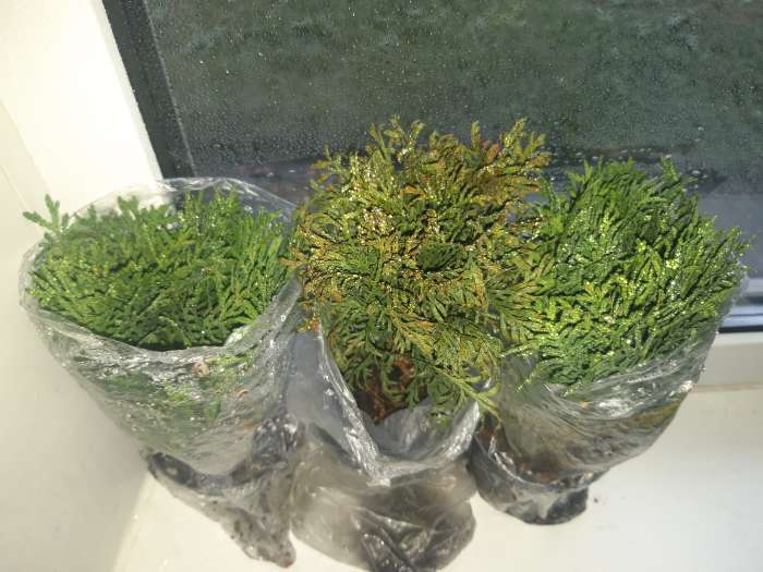 Фотография покупателя товара Саженец Туя западная «Даника», Р9, 1 шт., h=3-20 см - Фото 1