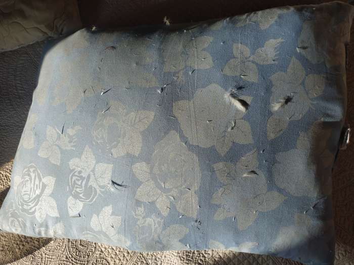 Фотография покупателя товара Подушка высокая Тихий Час пухо-перовая, размер 50×70 см, тик - Фото 23