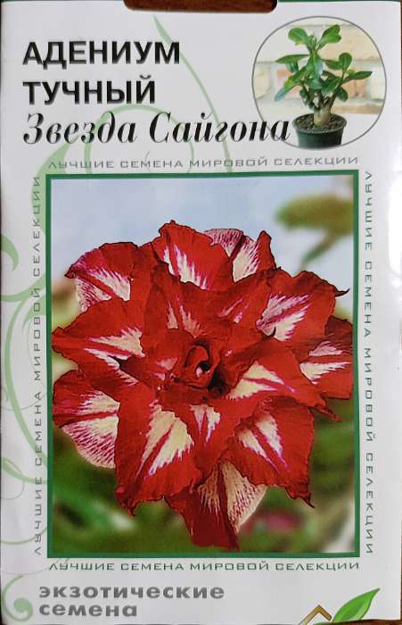 Фотография покупателя товара Семена цветов Адениум тучный "Звезда Сайгона", 3 шт - Фото 1