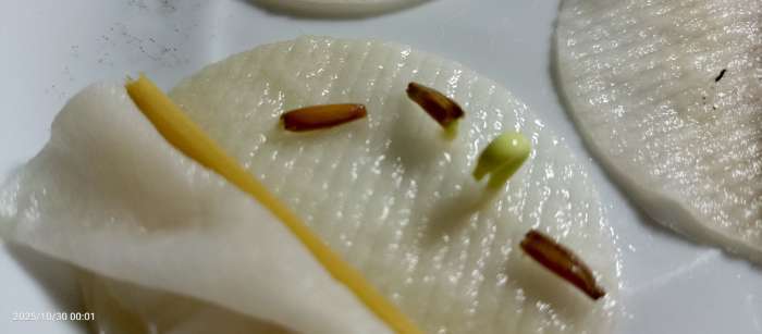 Фотография покупателя товара Семена цветов Адениум тучный "Звезда Сайгона", 3 шт - Фото 2