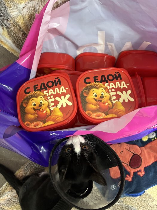 Фотография покупателя товара Ланч - бокс квадратный «Котик», 700 мл - Фото 2