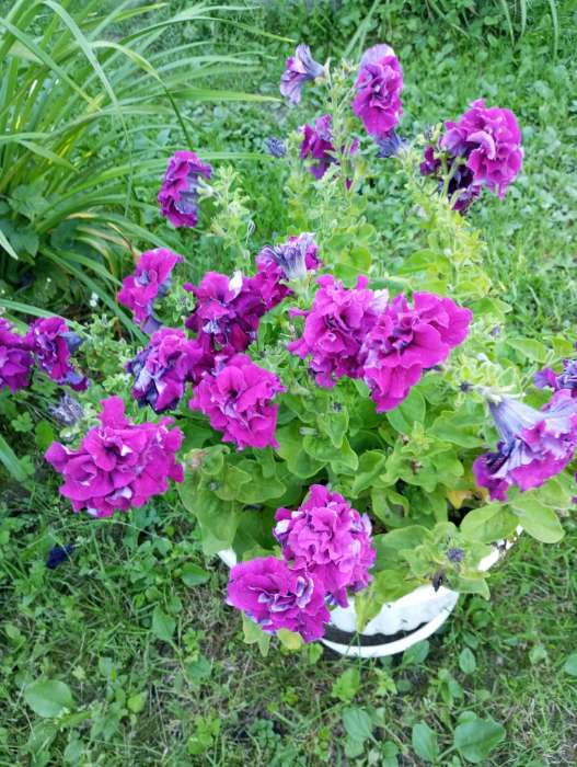 Фотография покупателя товара Семена Цветов Петуния "Кармен", 10 шт - Фото 1