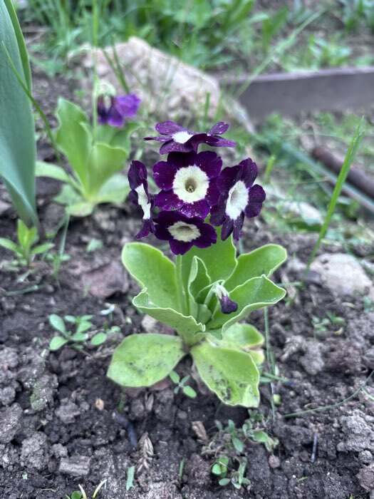 Фотография покупателя товара Семена цветов Примула "Раннецветущая", смесь окрасок, F1, 7 шт - Фото 1