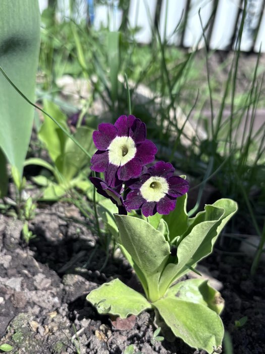 Фотография покупателя товара Семена цветов Примула "Раннецветущая", смесь окрасок, F1, 7 шт - Фото 2