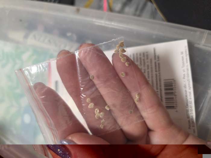 Фотография покупателя товара Семена Томат Розовый бегемот 20 шт - Фото 3