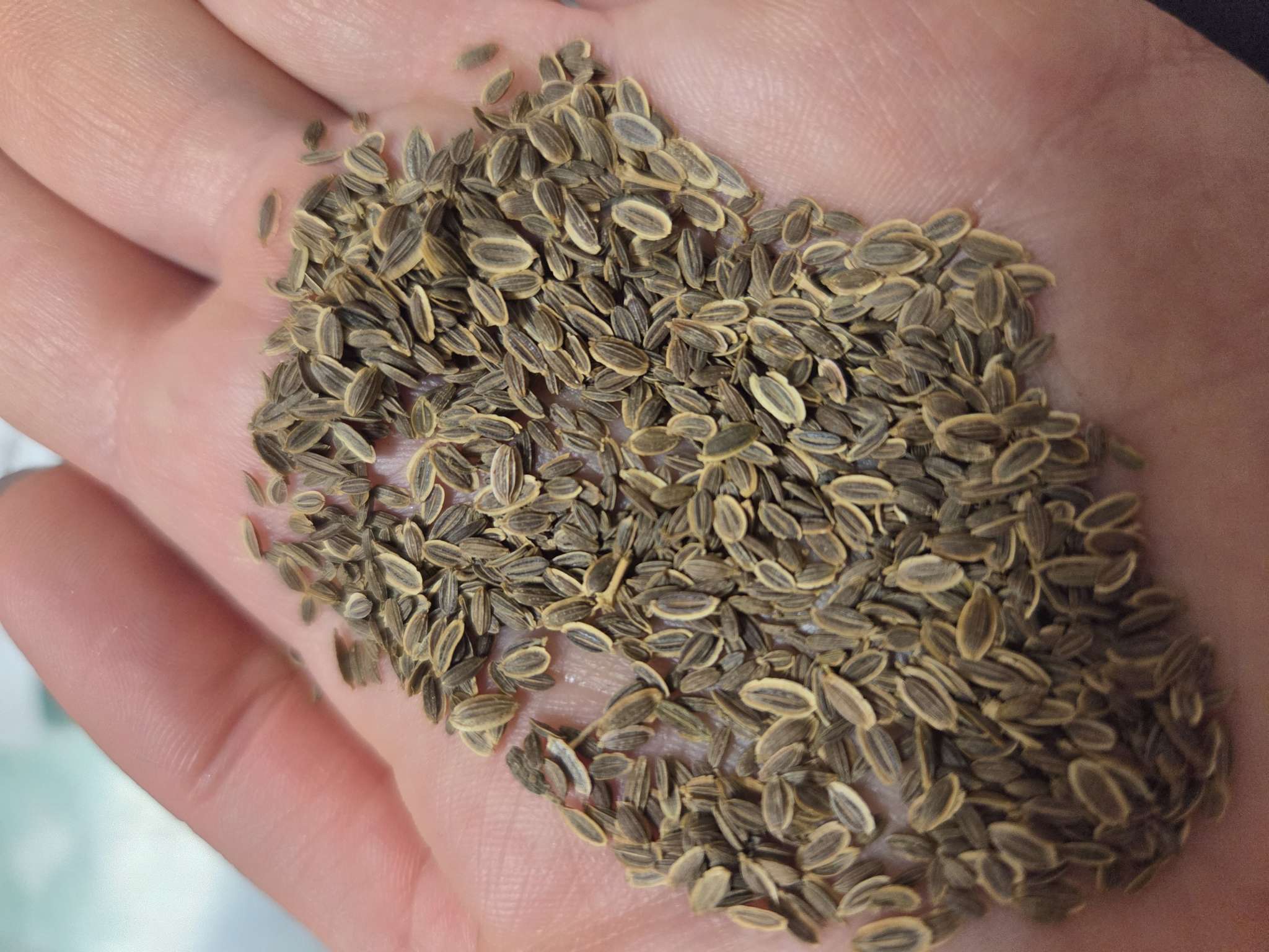 Фотография покупателя товара Семена Укроп "Кибрай", б/п, 1,5 г - Фото 3