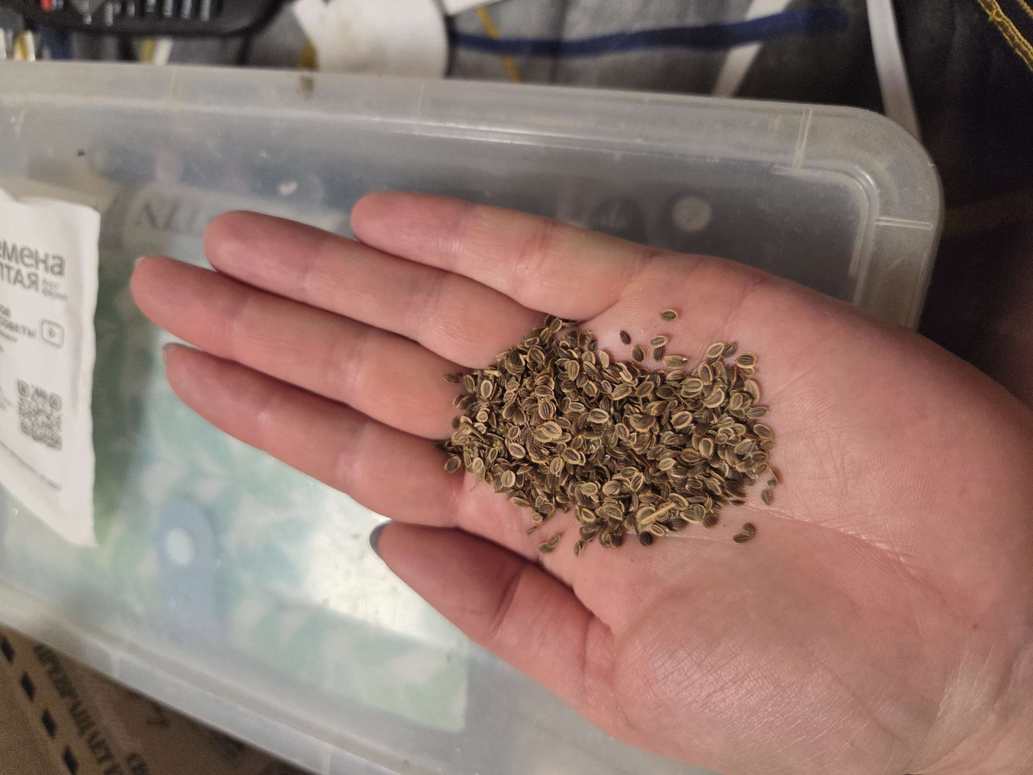 Фотография покупателя товара Семена Укроп "Кибрай", б/п, 2 г - Фото 2