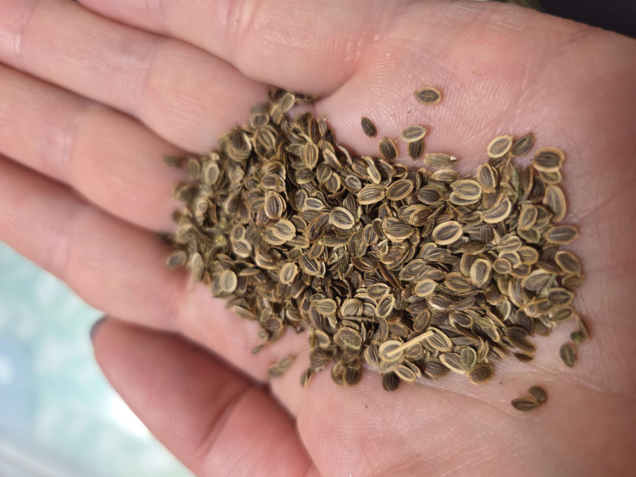 Фотография покупателя товара Семена Укроп "Кибрай", б/п, 2 г - Фото 3