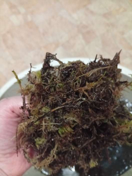 Фотография покупателя товара Мох сфагнум для террариумов «Рецепты дедушки Никиты» 3 л - Фото 44