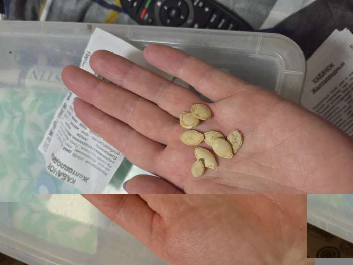 Фотография покупателя товара Семена Кабачок «Желтоплодный», 1 г, «Удачные семена» - Фото 2