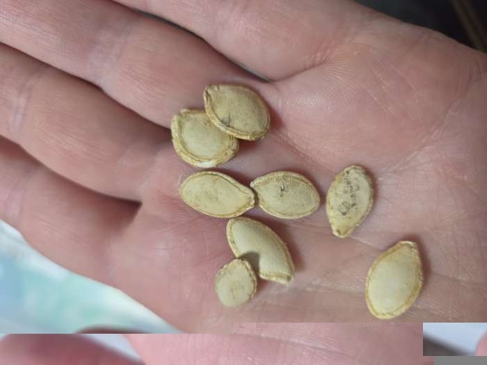 Фотография покупателя товара Семена Кабачок «Желтоплодный», 1 г, «Удачные семена» - Фото 3