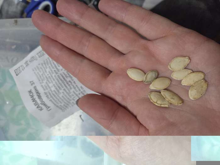 Фотография покупателя товара Семена Кабачок «Грибовские 37», 1 г, «Удачные семена» - Фото 2