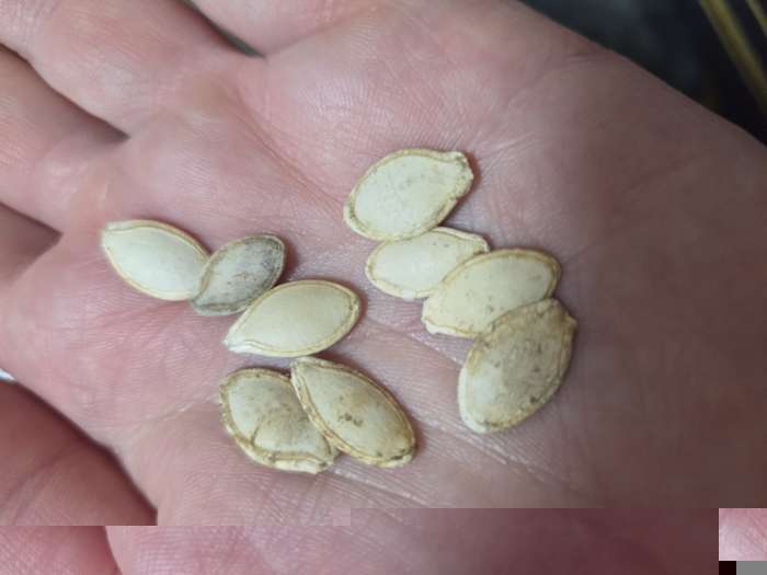 Фотография покупателя товара Семена Кабачок «Грибовские 37», 1 г, «Удачные семена» - Фото 3