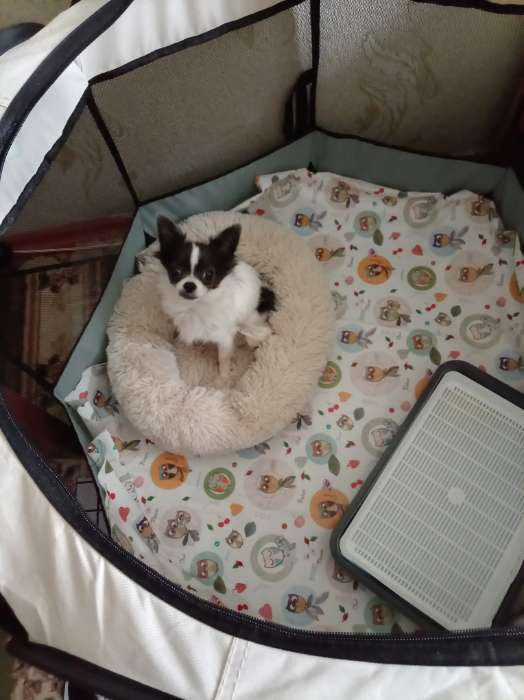 Фотография покупателя товара Клеёнка с ПВХ-покрытием «Совушки», 100×140 см - Фото 1