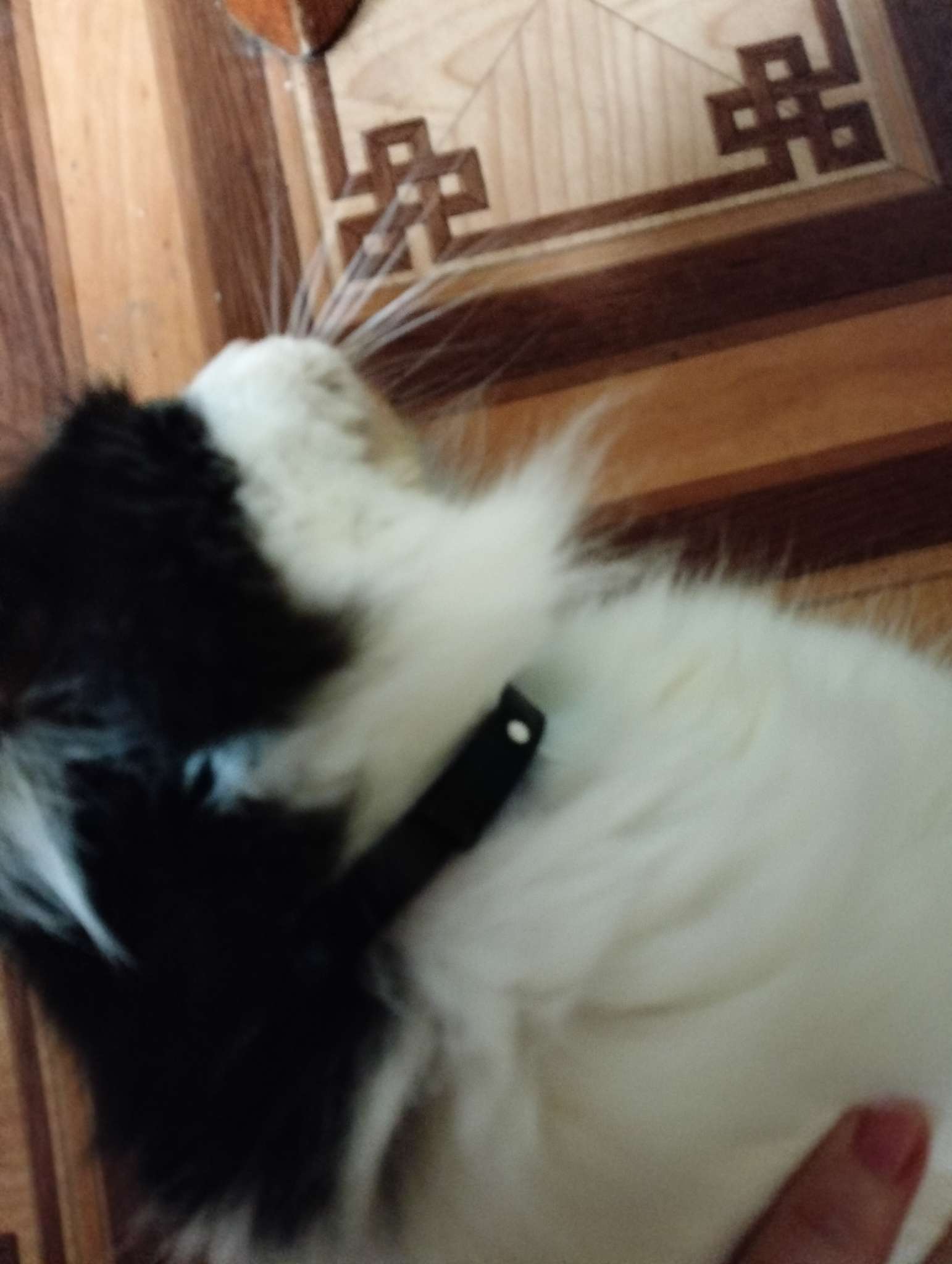 Фотография покупателя товара Биоошейник от паразитов для мелких собак и кошек «ПИЖОН Natural», от блох и клещей, 35 см, чёрный - Фото 5