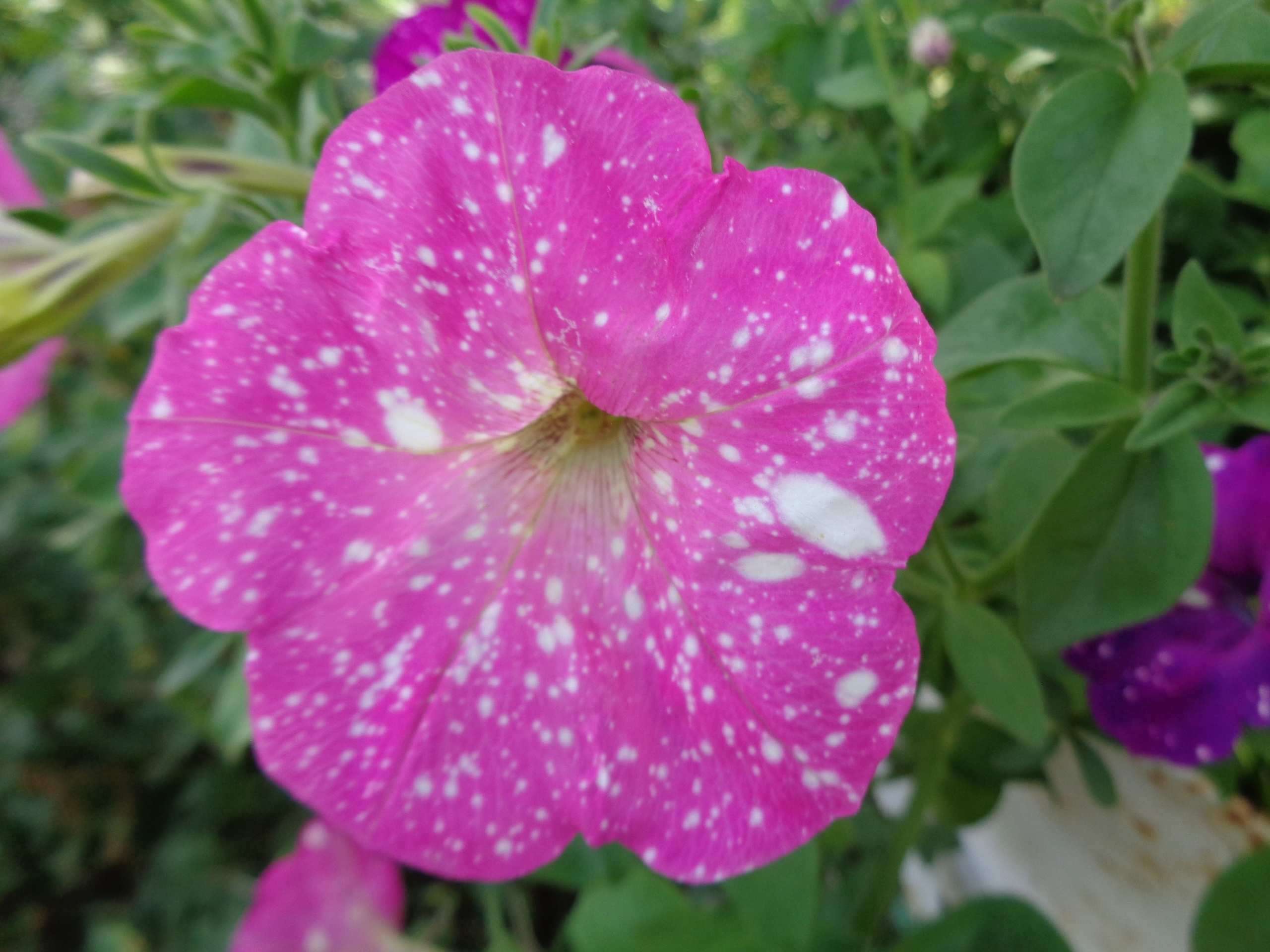 Фотография покупателя товара Семена цветов  Петуния Дот Стар "Звездное небо", смесь многоцветковая, F1, 5 шт - Фото 12