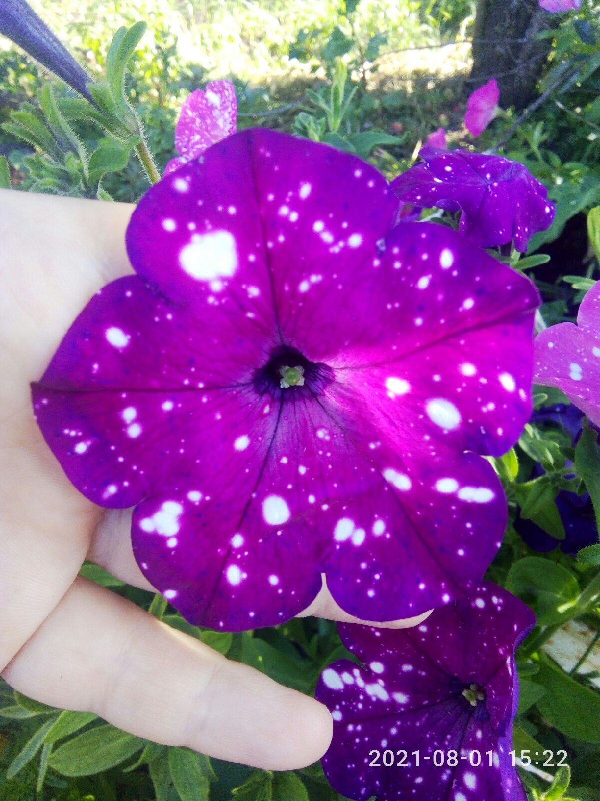 Фотография покупателя товара Семена цветов  Петуния Дот Стар "Звездное небо", смесь многоцветковая, F1, 5 шт - Фото 10