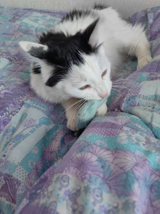 Фотография покупателя товара Игрушка для кошек, «Бурундук», с кошачьей мятой, 5 см - Фото 1