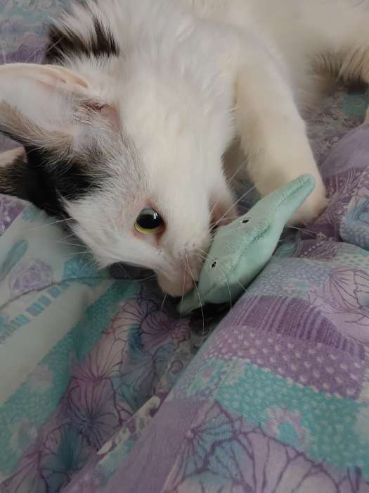 Фотография покупателя товара Игрушка для кошек, «Бурундук», с кошачьей мятой, 5 см - Фото 2