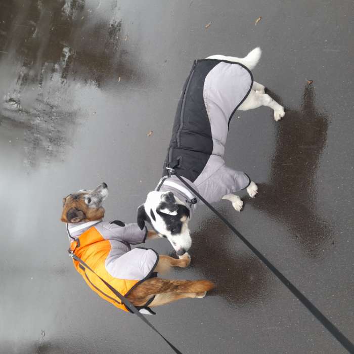 Фотография покупателя товара Куртка для больших собак, мембрана, 3XL (ДС 50, ОШ 49, ОГ 69 см), серо-чёрная - Фото 2